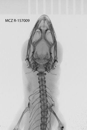 Media type: image;   Herpetology R-157009